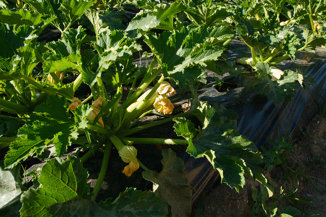 8_2009-07-07 at 18-08-22
